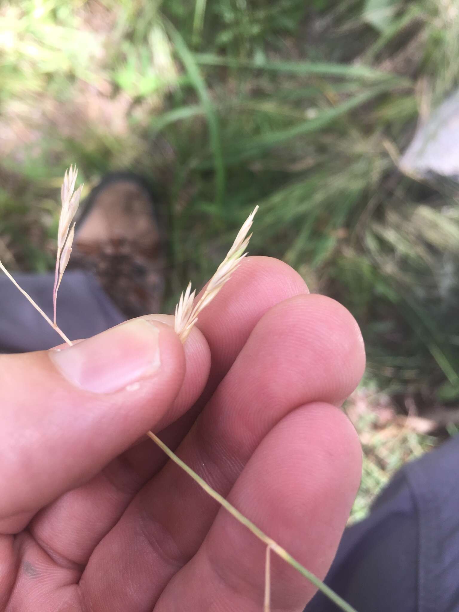 Festuca arizonica Vasey resmi