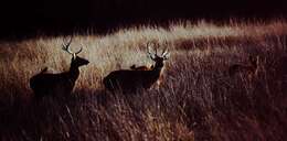 Image de Rucervus duvaucelii branderi Pocock 1943