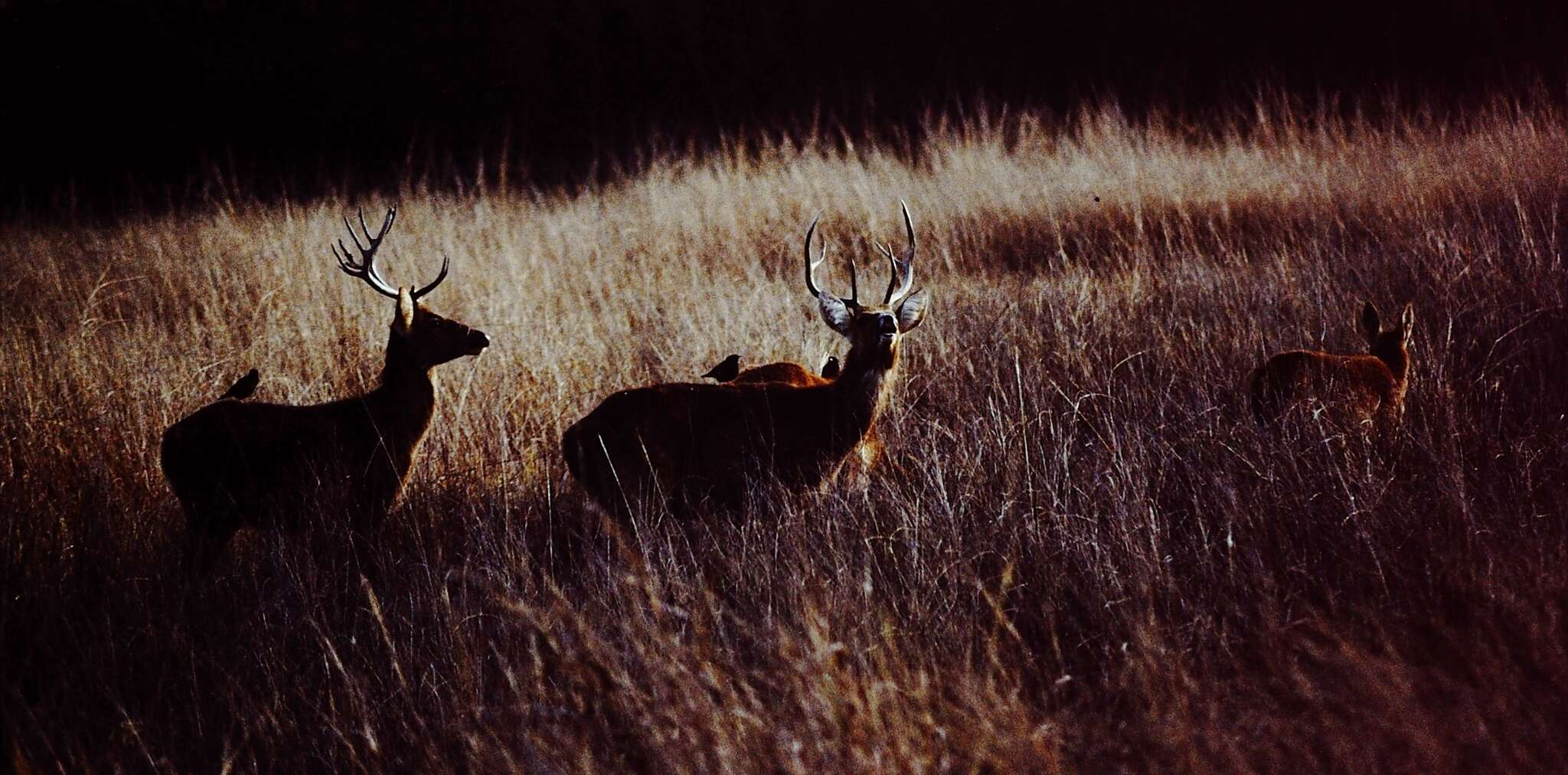 Image of Rucervus duvaucelii branderi Pocock 1943