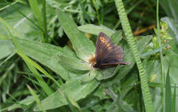 Image of Yellow-banded Ringlet