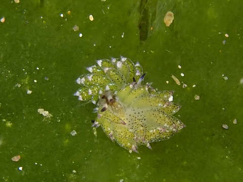 Image of Costasiella kuroshimae Ichikawa 1993