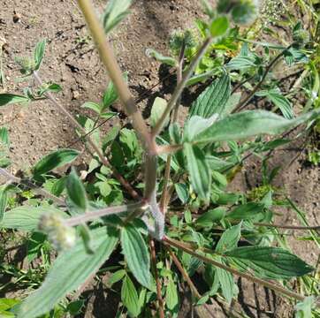 Phacelia heterophylla var. virgata (Greene) R. D. Dorn的圖片