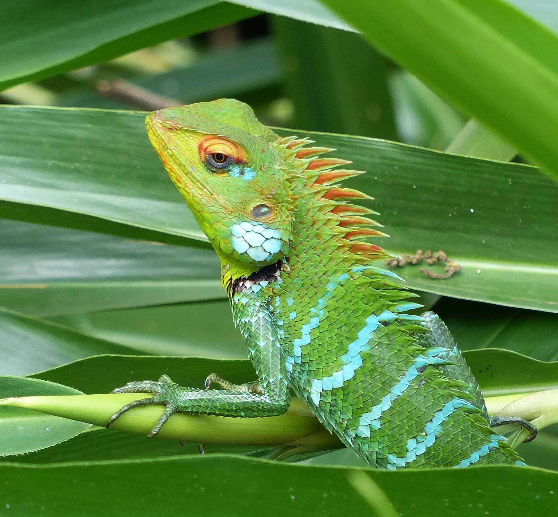 Image of Common green forest lizard