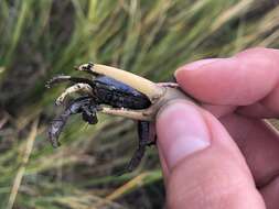 Image of Atlantic Marsh Fiddler Crab