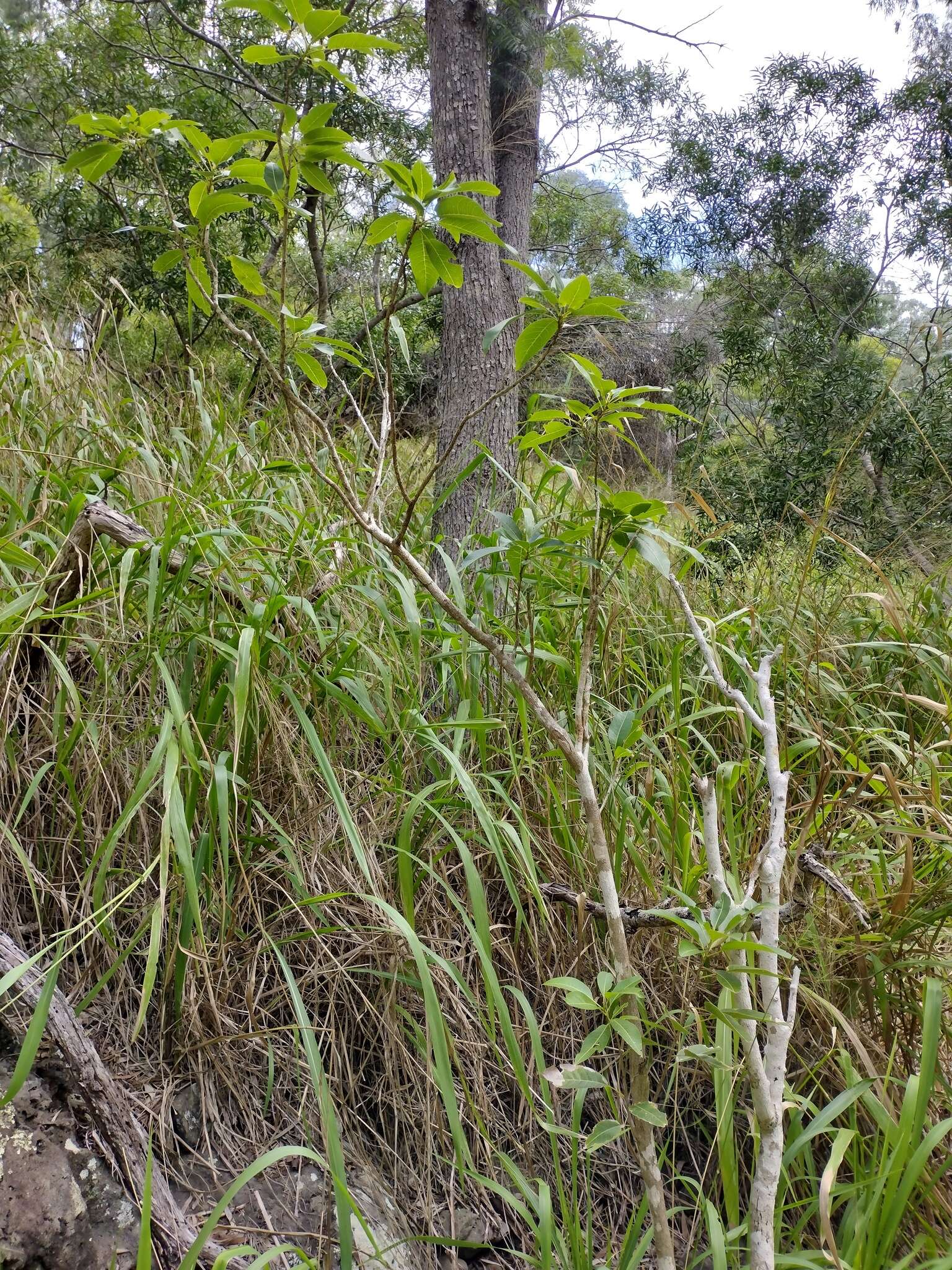 Image of Sapindus oahuensis Hillebr.