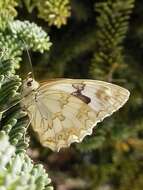 Image of Iberian Marbled White