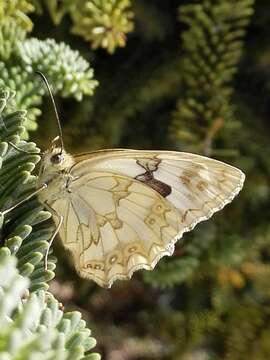 Imagem de Melanargia lachesis Hübner 1790