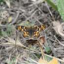 Image de <i>Phyciodes <i>pulchella</i></i> pulchella