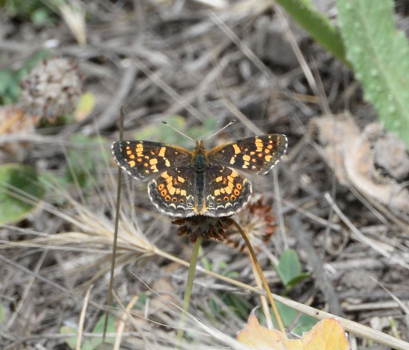 Image of <i>Phyciodes <i>pulchella</i></i> pulchella