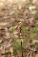 Image of Gastrodia lacista D. L. Jones