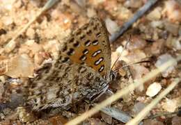 Image of Aloeides damarensis mashona Tite & Dickson 1973