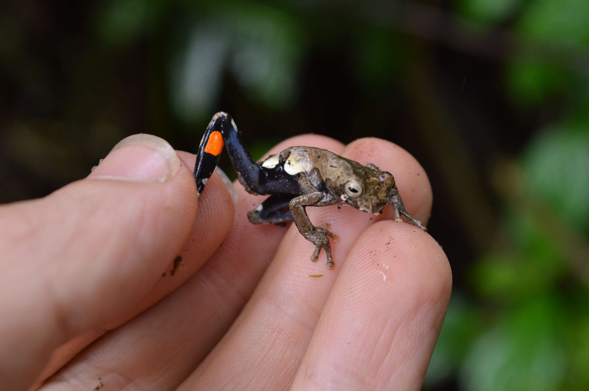 Image of Dendropsophus parviceps (Boulenger 1882)