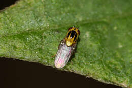 Image of Thaumatomyia notata (Meigen 1830)