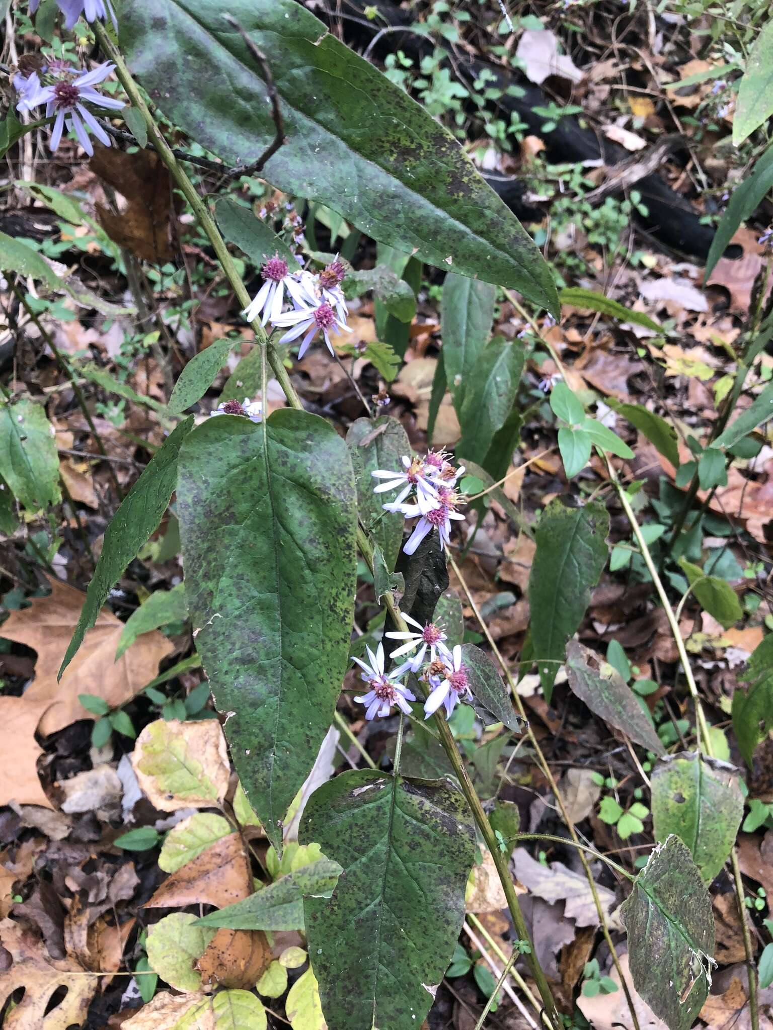 Plancia ëd Symphyotrichum shortii (Lindl.) G. L. Nesom