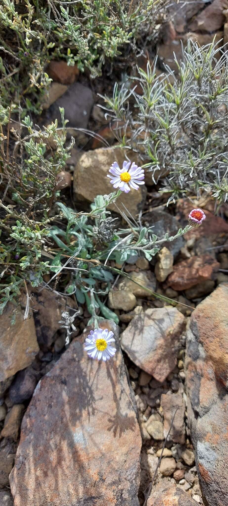 Image of manyflower leastdaisy