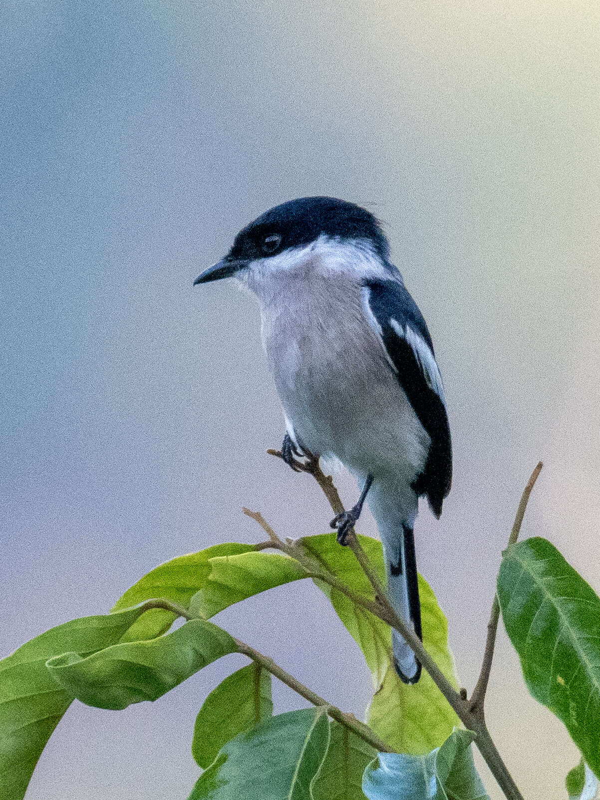 Image of Flycatcher-shrike