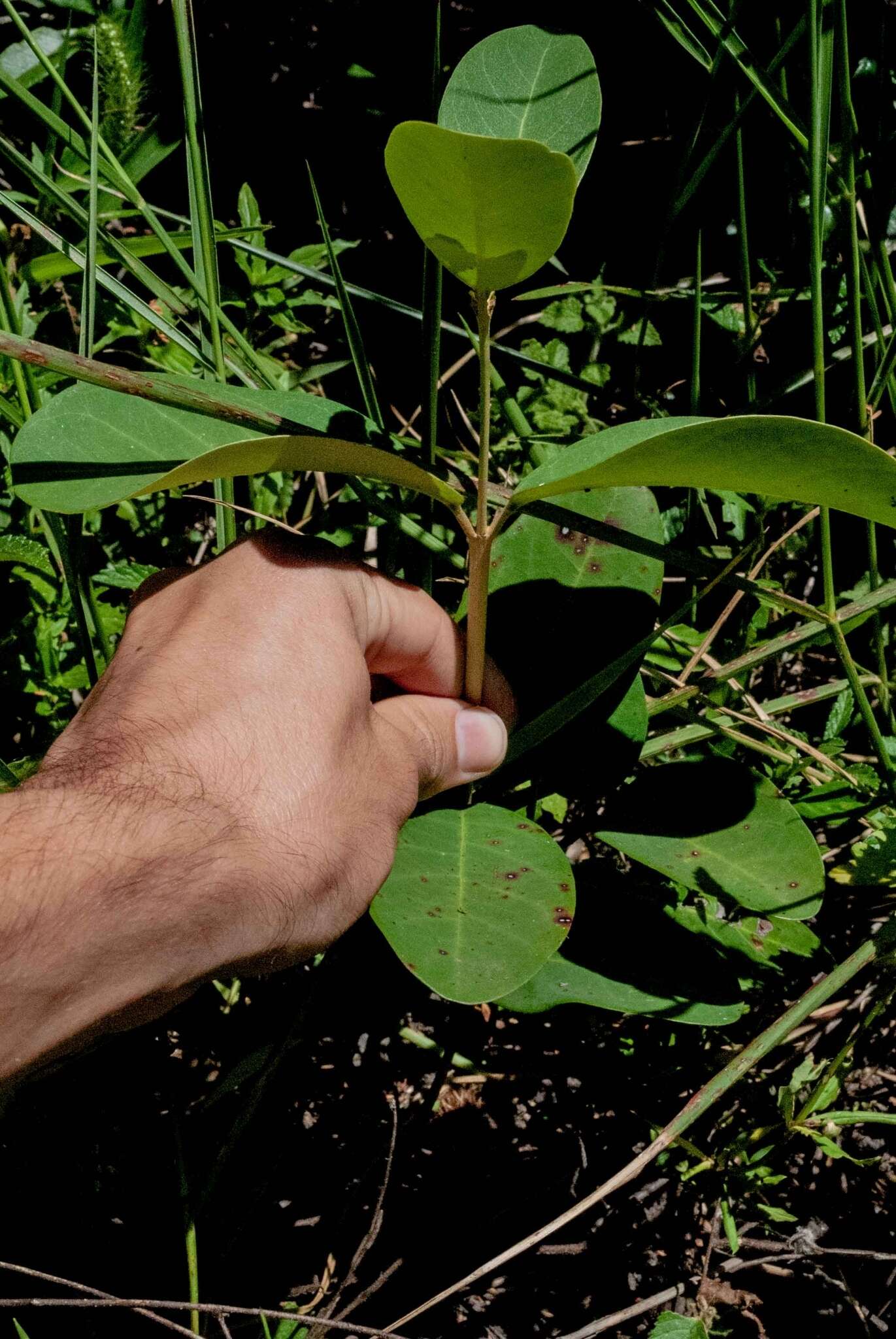 Image of Stigmaphyllon paralias A. Juss.