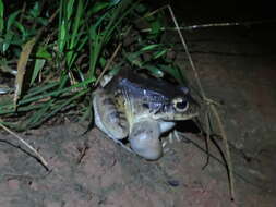 Image of Leptodactylus knudseni Heyer 1972