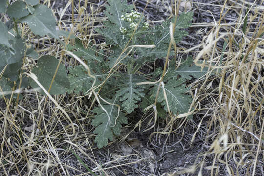 Parthenium confertum var. lyratum (A. Gray) Rollins的圖片