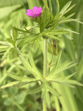 Plancia ëd Geranium dissectum L.