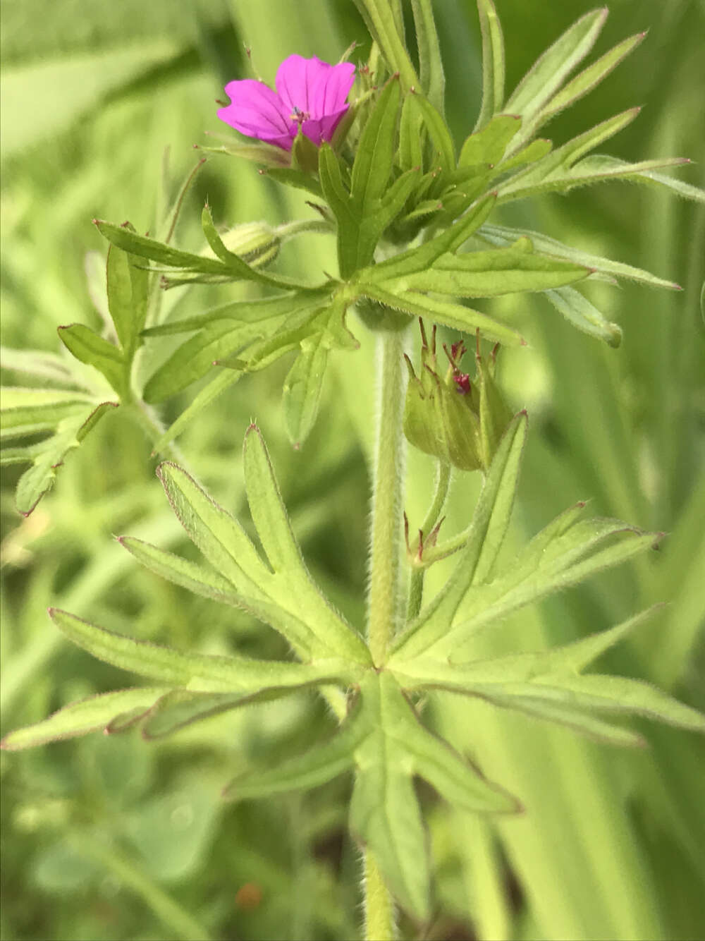 Plancia ëd Geranium dissectum L.