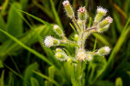 Image of Senecio barbatus DC.