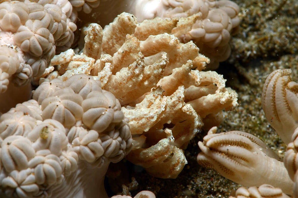 Image of Phyllodesmium crypticum Rudman 1981