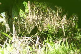 Image of Javan Banded Pitta