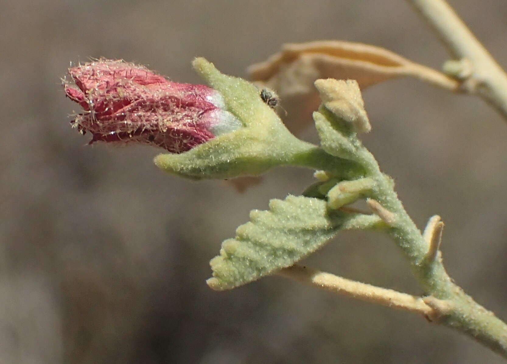 Image of Hermannia minutiflora Engl.