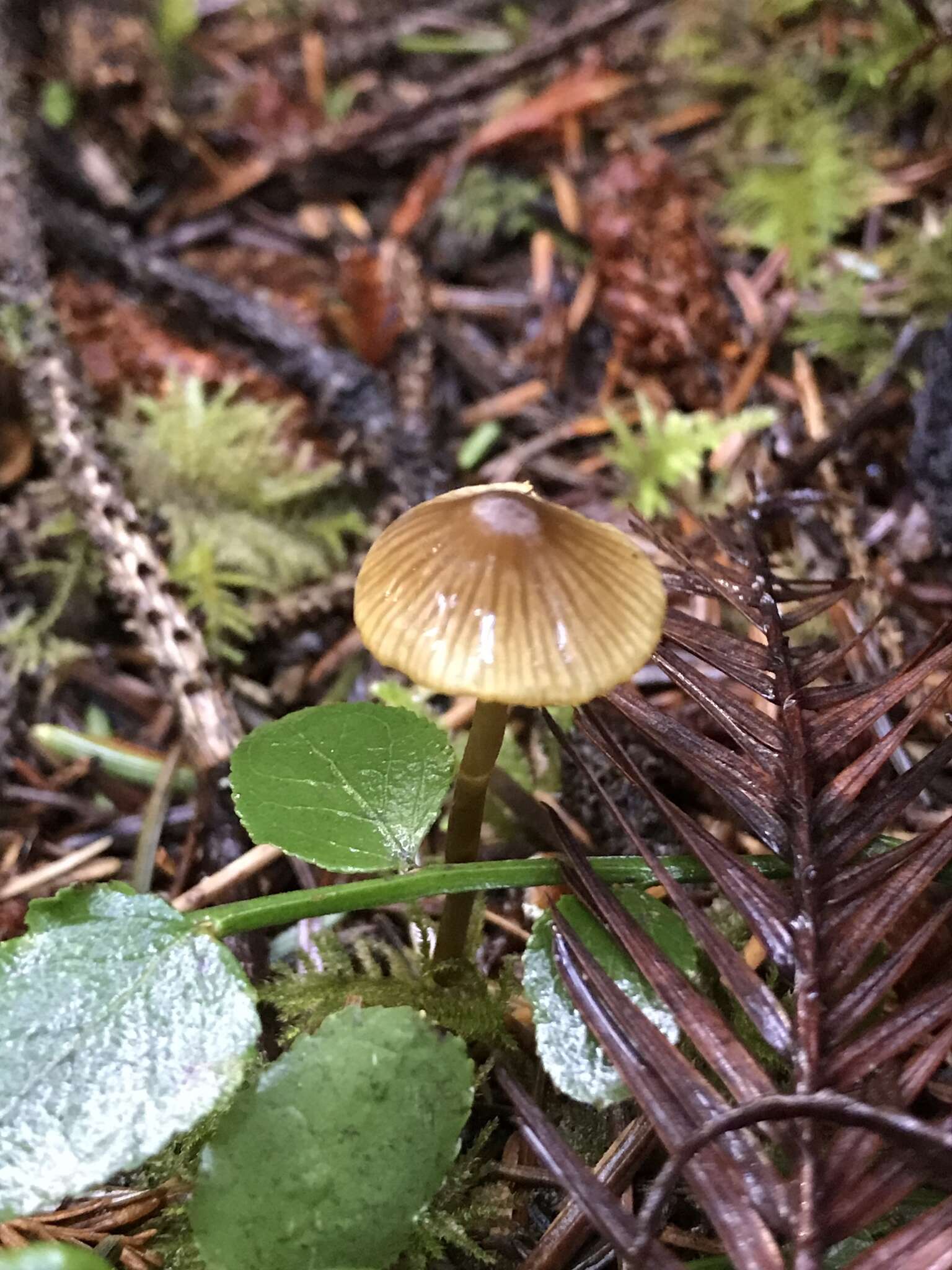 Image of Golden-edge Bonnet