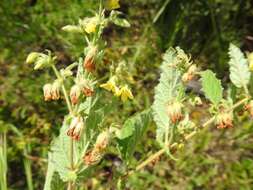 Hermannia grandifolia N. E. Br.的圖片