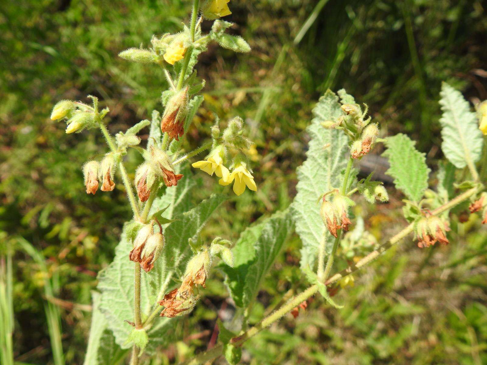 Hermannia grandifolia N. E. Br.的圖片