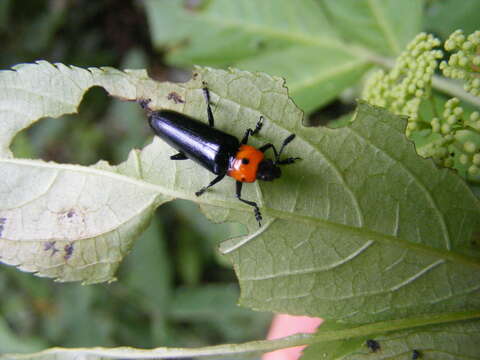 Слика од <i>Tetraphala collaris</i>