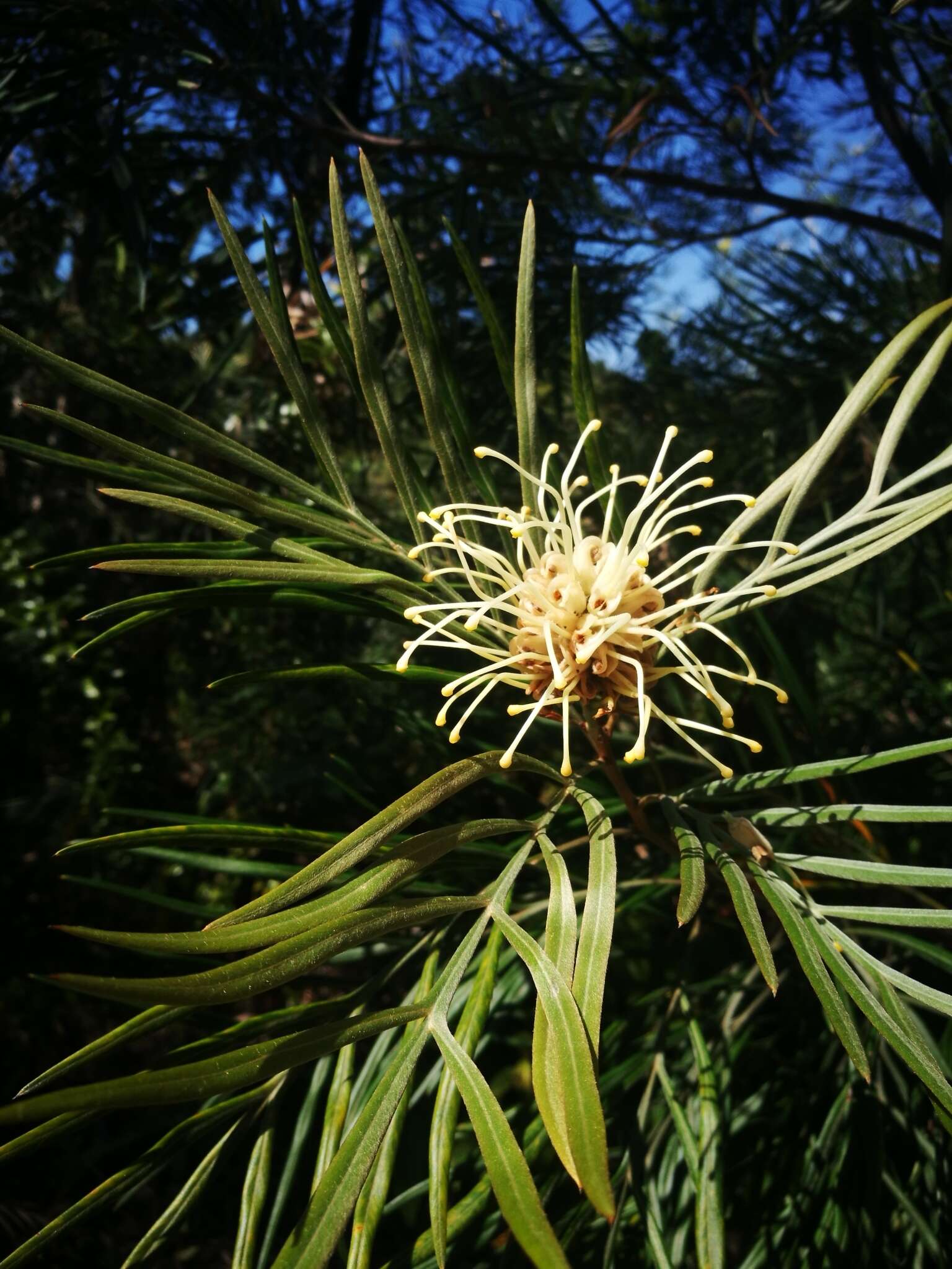 Imagem de Grevillea banksii R. Br.