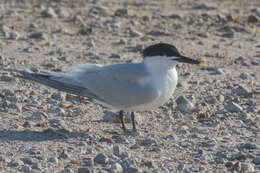 Image of Sandwich Tern