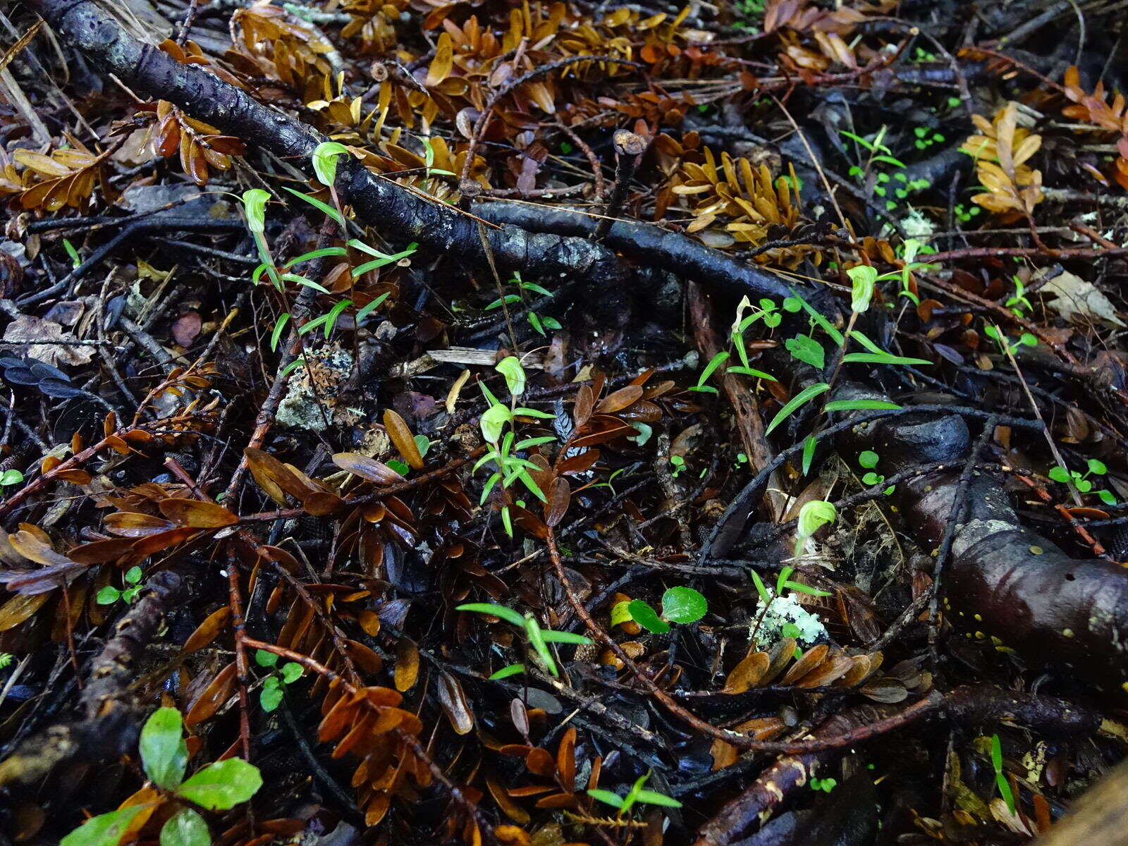 Image of Kauri greenhood