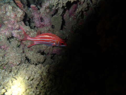 Image of Fine-lined Squirrelfish