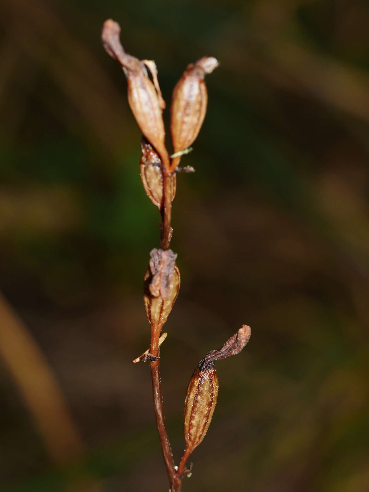 Image of Gastrodia minor Petrie