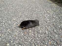 Image of Iberian Mole