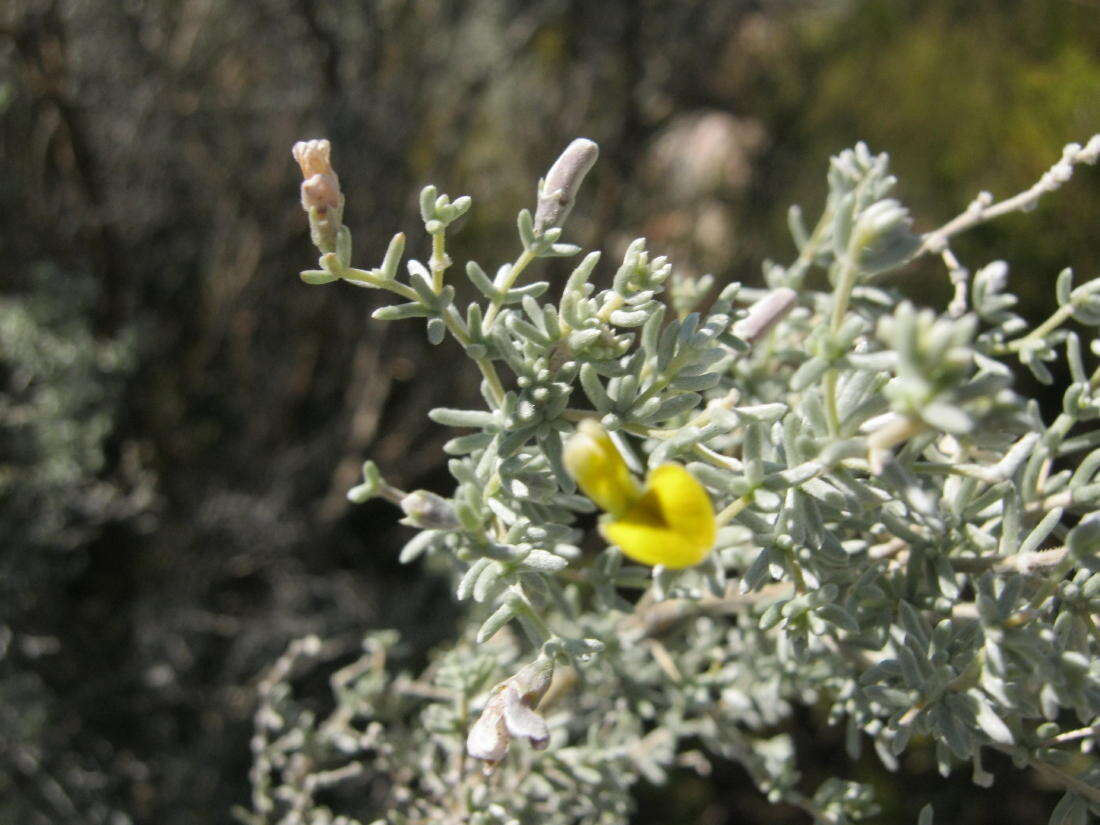 Слика од Aspalathus pedunculata Houtt.