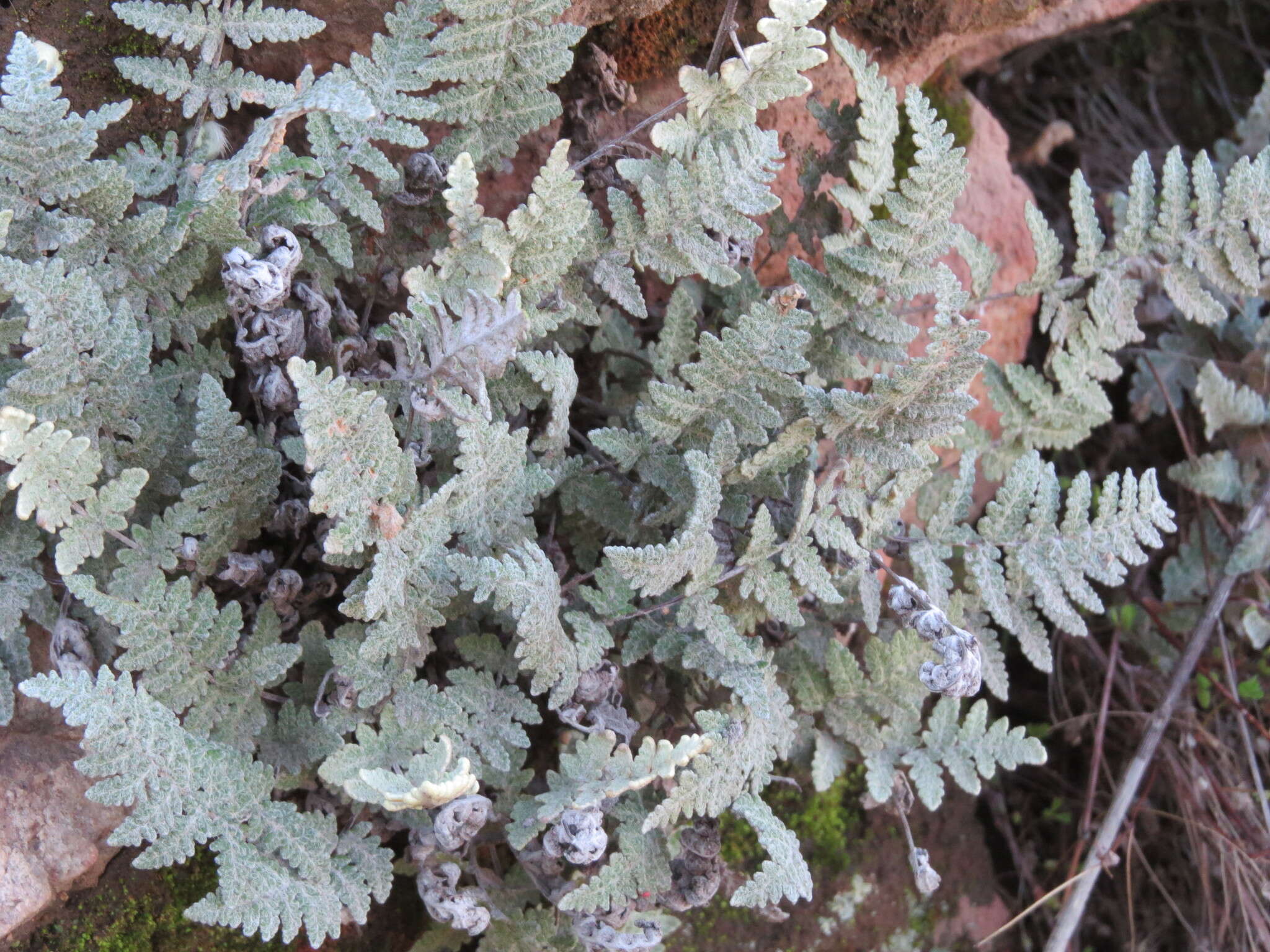 Image de Myriopteris newberryi (D. C. Eat.) Grusz & Windham