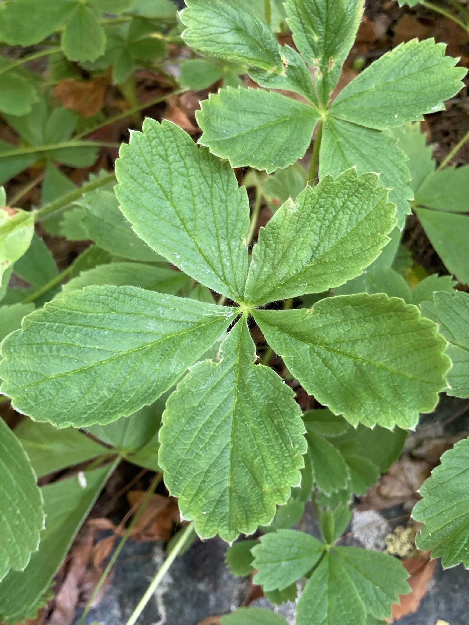 Image of Potentilla brachypetala Fisch. & Mey. ex Lehm.