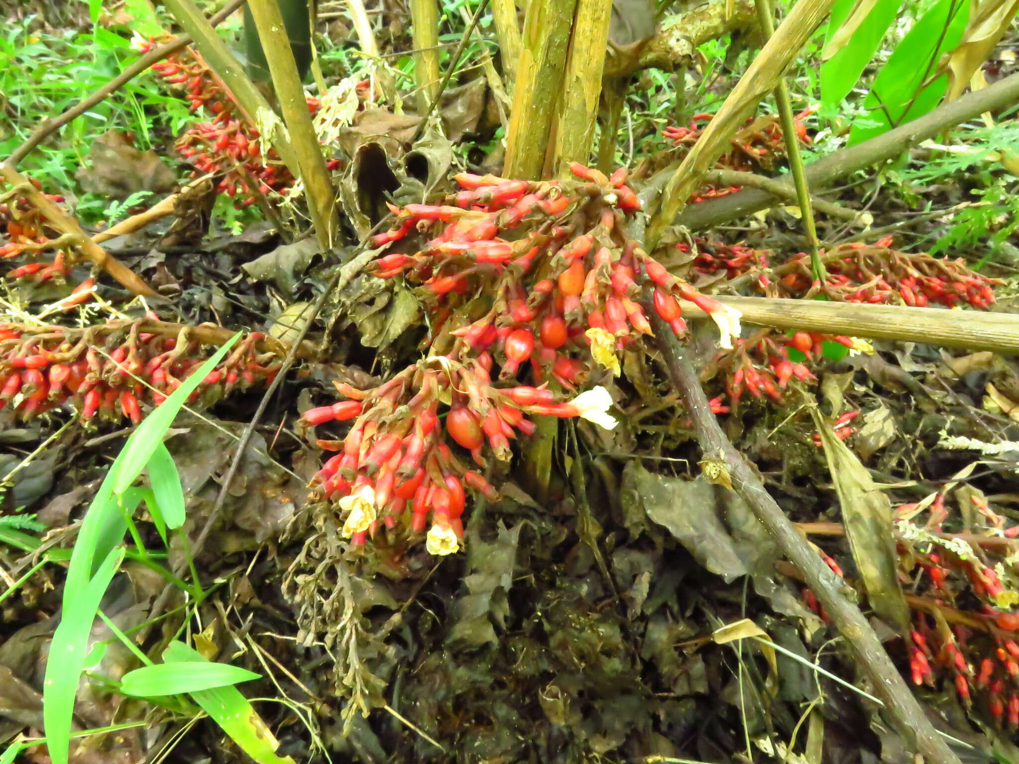 Image of Renealmia mexicana Klotzsch ex Petersen