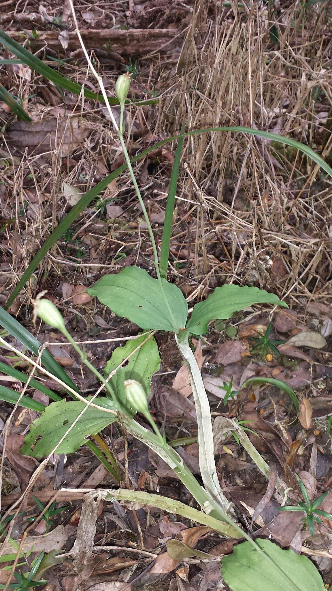 Image of Liparis longicaulis Ridl.