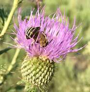 Image of Anthophora walshii Cresson 1869