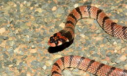 Image of Cape coral snake