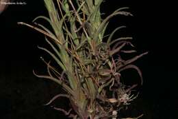 Image of Castilleja spiranthoides Standley