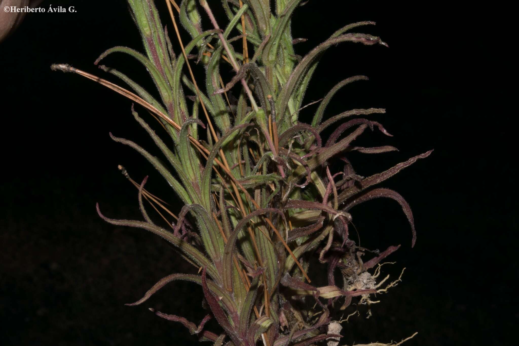 Image of Castilleja spiranthoides Standley