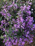 Image of Purple ribbon bush