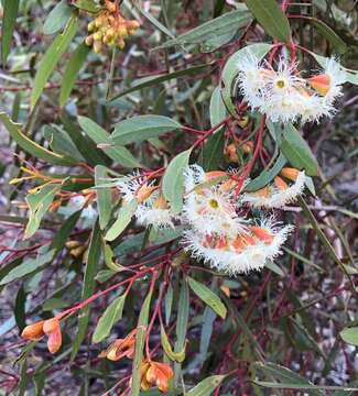 Image of Gooseberry Mallee